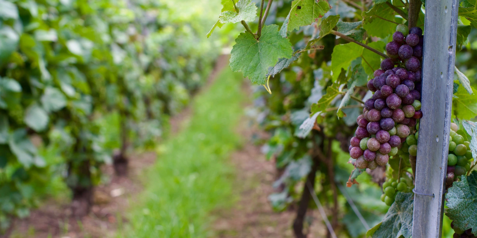 Technologie Réseau : Les Nouvelles Solutions