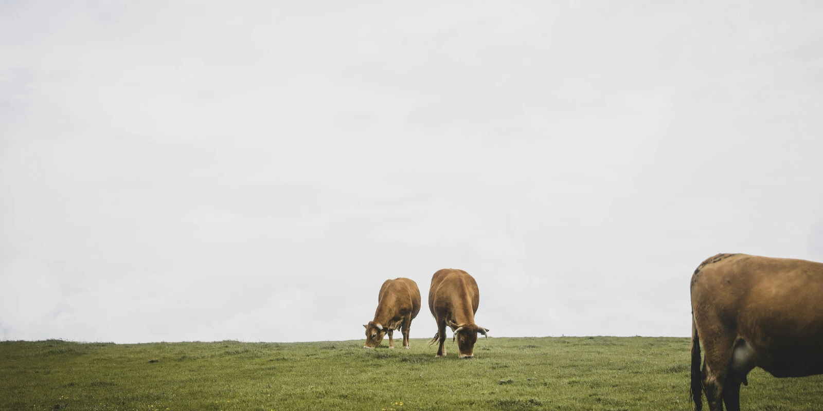 Télécommunication Métier : Défis et Opportunités
